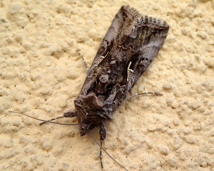 Noctuidae da Id.